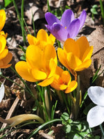 Crocus 'Mixed Specie' - Harding & Bloom