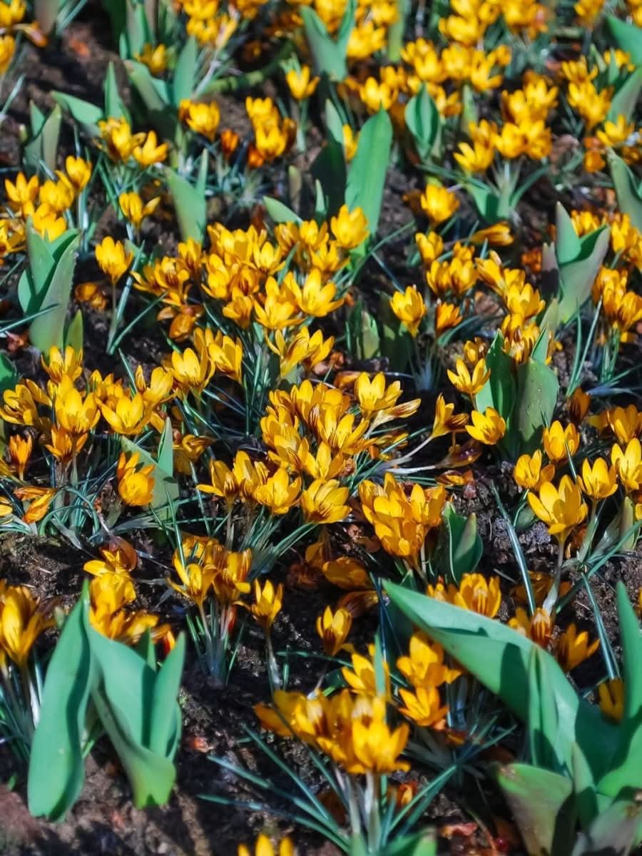 Crocus 'Orange Monarch' - Harding & Bloom