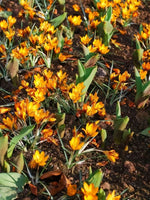 Crocus 'Orange Monarch' - Harding & Bloom