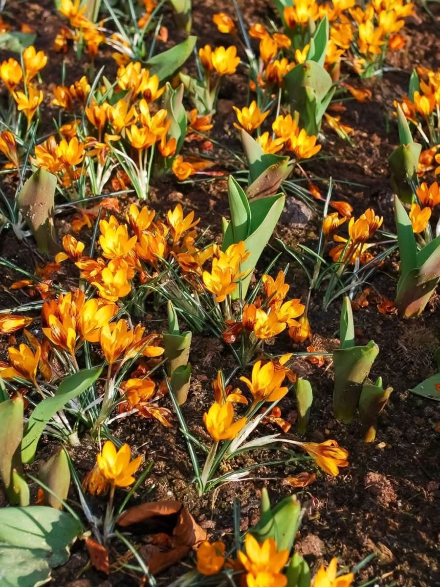 Crocus 'Orange Monarch' - Harding & Bloom