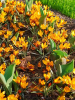 Crocus 'Orange Monarch' - Harding & Bloom