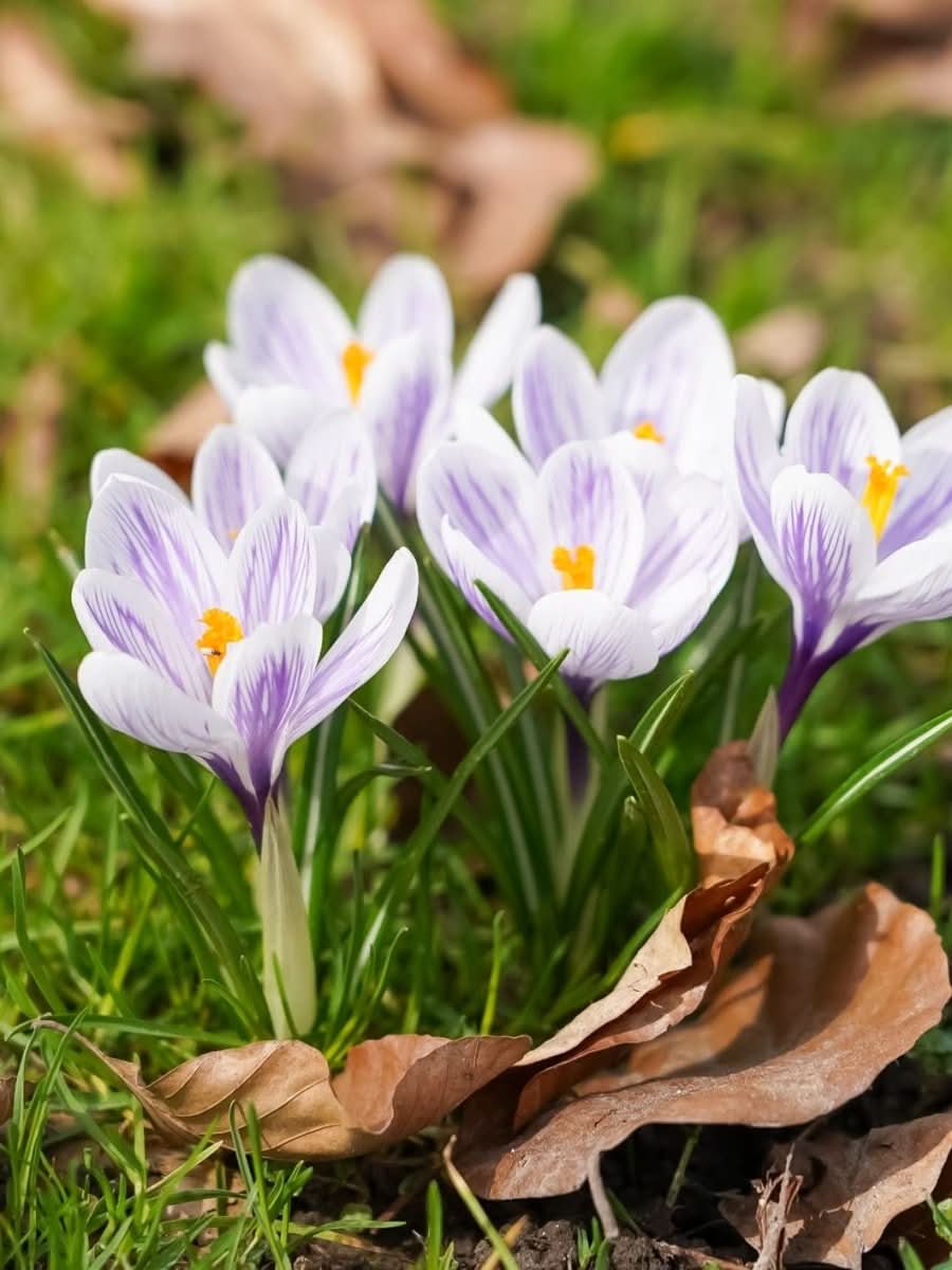 Crocus 'Pickwick' - Harding & Bloom