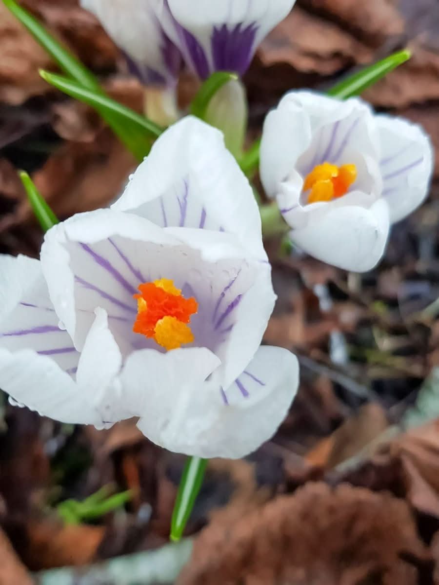 Crocus 'Pickwick' - Harding & Bloom