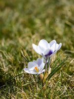 Crocus 'Prins Claus' - Harding & Bloom