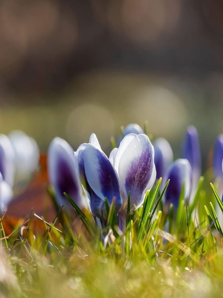 Crocus 'Prins Claus' - Harding & Bloom