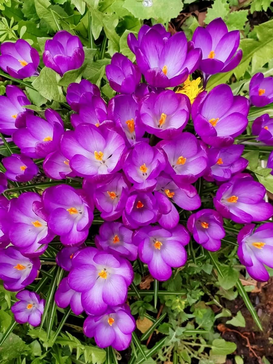 Crocus 'Ruby Giant' - Harding & Bloom