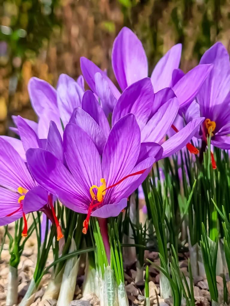 Saffron Crocus 'sativus' (Crocus) - Harding & Bloom