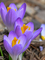 Crocus 'Vanguard' - Harding & Bloom
