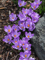 Crocus 'Vanguard' - Harding & Bloom