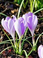 Crocus 'Vanguard' - Harding & Bloom