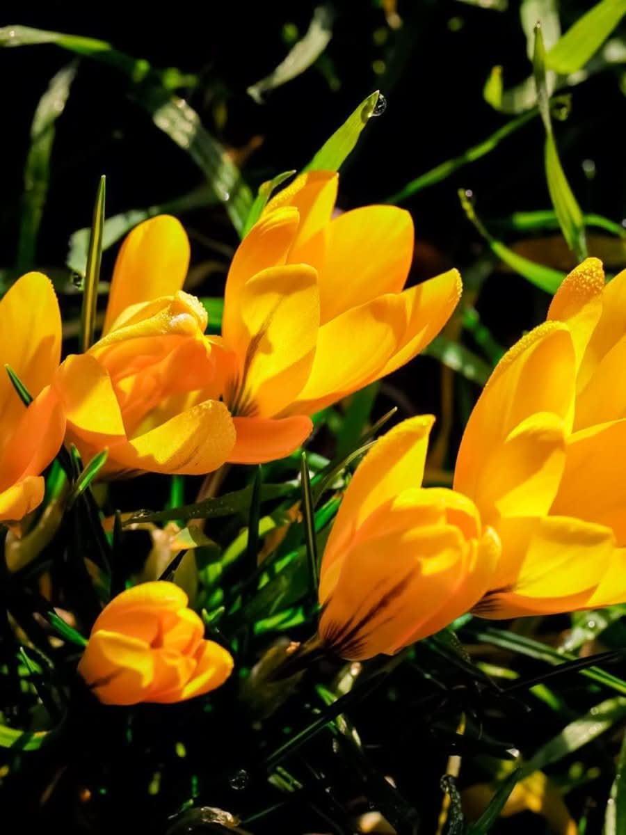 Crocus 'Golden Yellow' - Harding & Bloom
