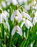 Galanthus nivalis (In the Green) (Common snowdrop) – snowdrop bulbs, main product photo (Harding & Bloom)