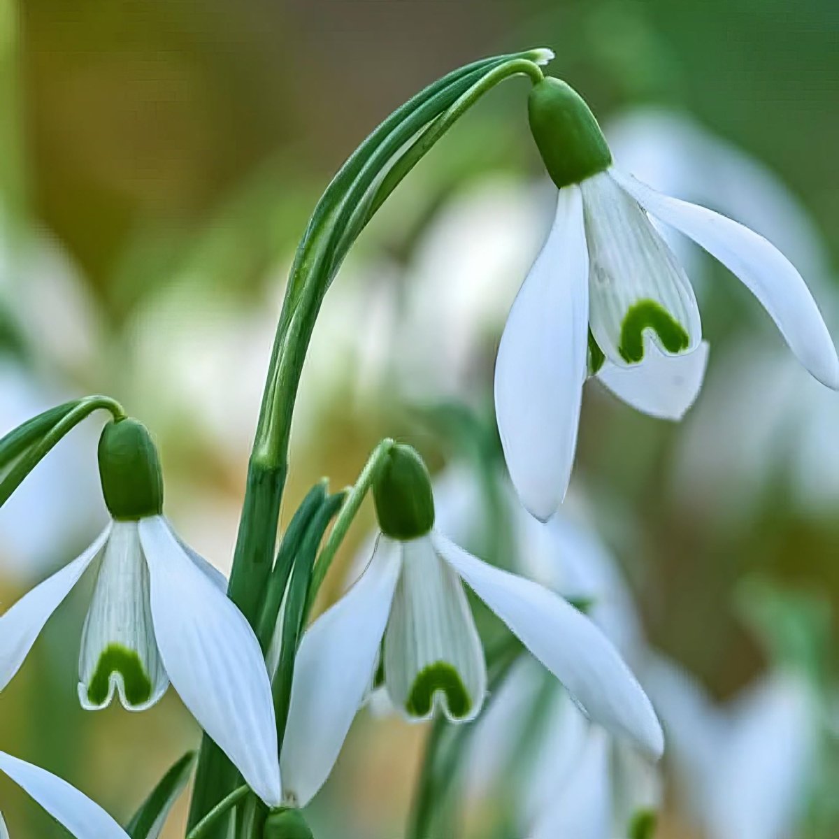 Galanthus nivalis (In the Green) (Common snowdrop) – snowdrop bulbs, product photo 3 (Harding & Bloom)