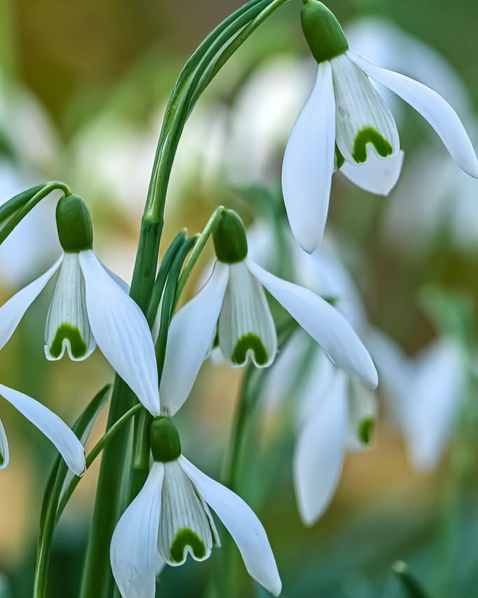 Common Snowdrop 'nivalis' - Harding & Bloom