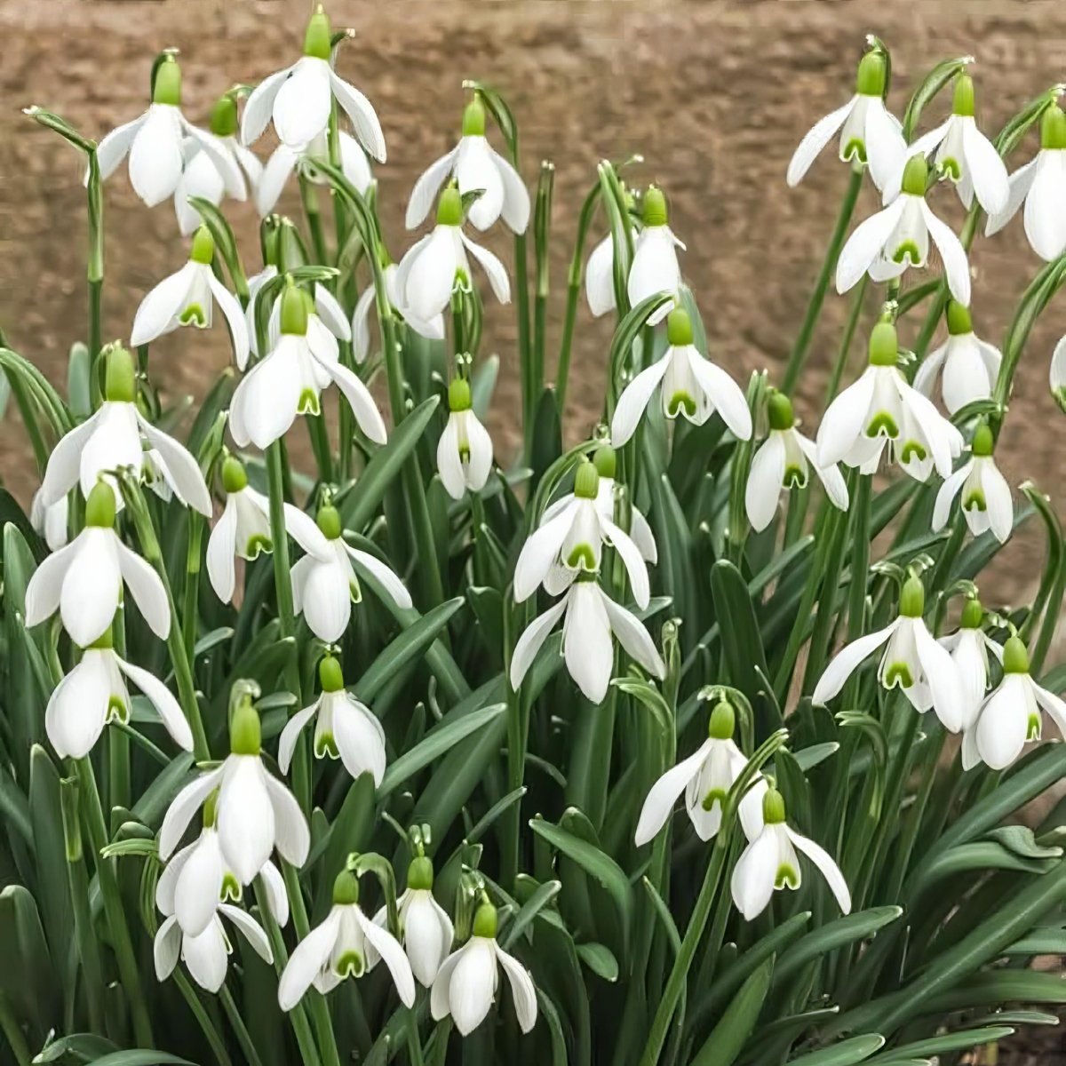 Galanthus nivalis (In the Green) (Common snowdrop) – snowdrop bulbs, product photo 4 (Harding & Bloom)
