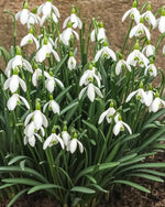 Galanthus nivalis (In the Green) (Common snowdrop) – snowdrop bulbs, product photo 5 (Harding & Bloom)