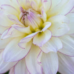 Dahlia 'Crazy Love' - Harding & Bloom