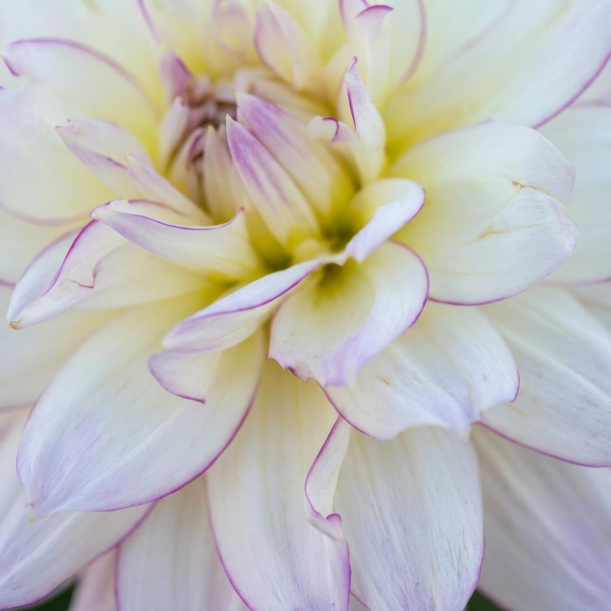 Dahlia 'Crazy Love' - Harding & Bloom
