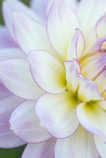 Dahlia 'Crazy Love' - Harding & Bloom