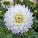 Dahlia 'Crazy Love' - Harding & Bloom