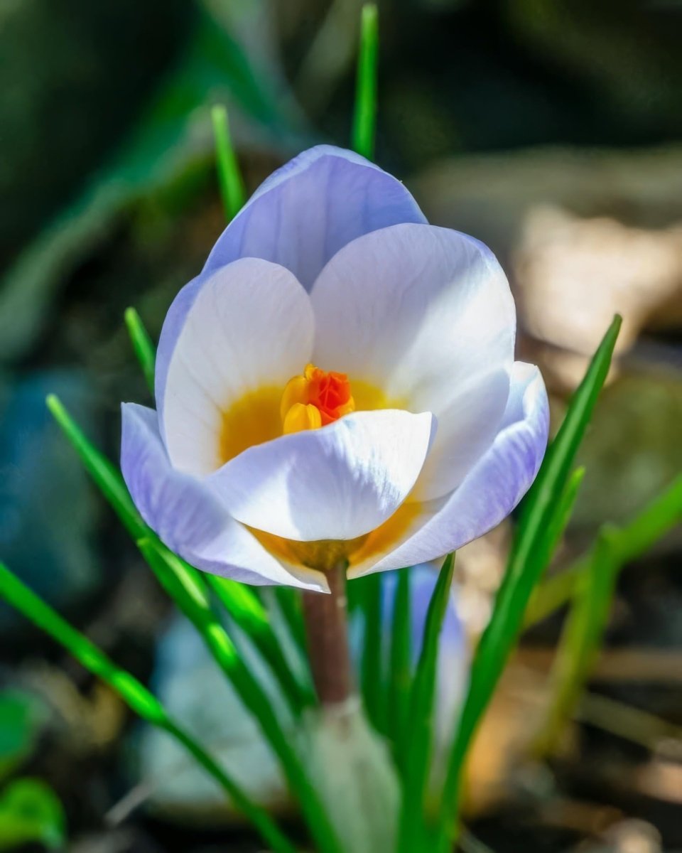 Crocus 'Blue Pearl' - Harding & Bloom
