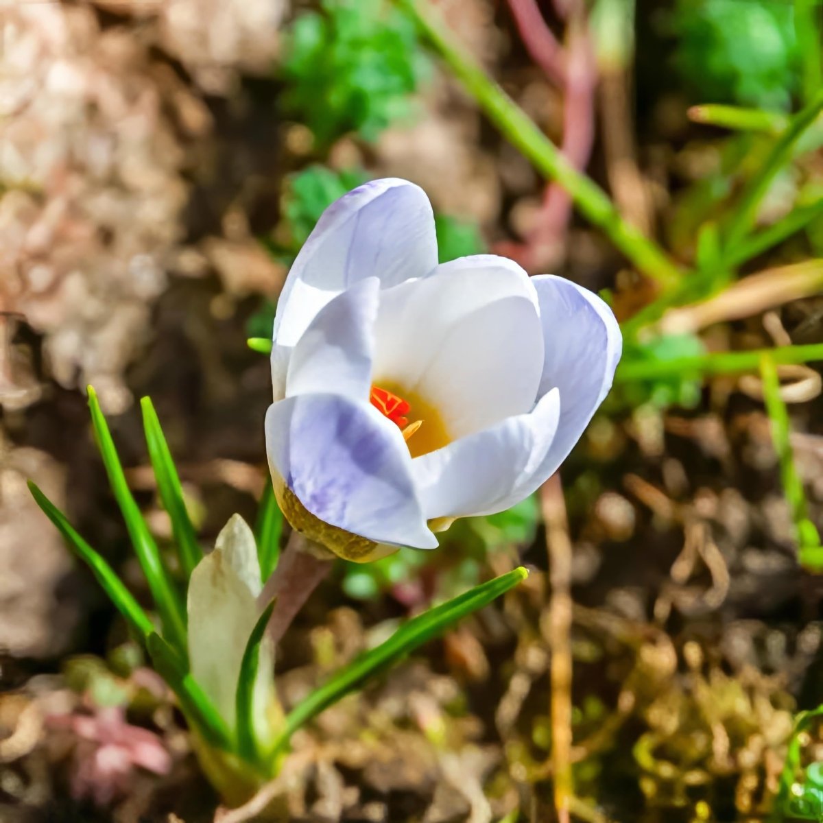 Crocus 'Blue Pearl' - Harding & Bloom