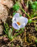 Crocus 'Blue Pearl' - Harding & Bloom