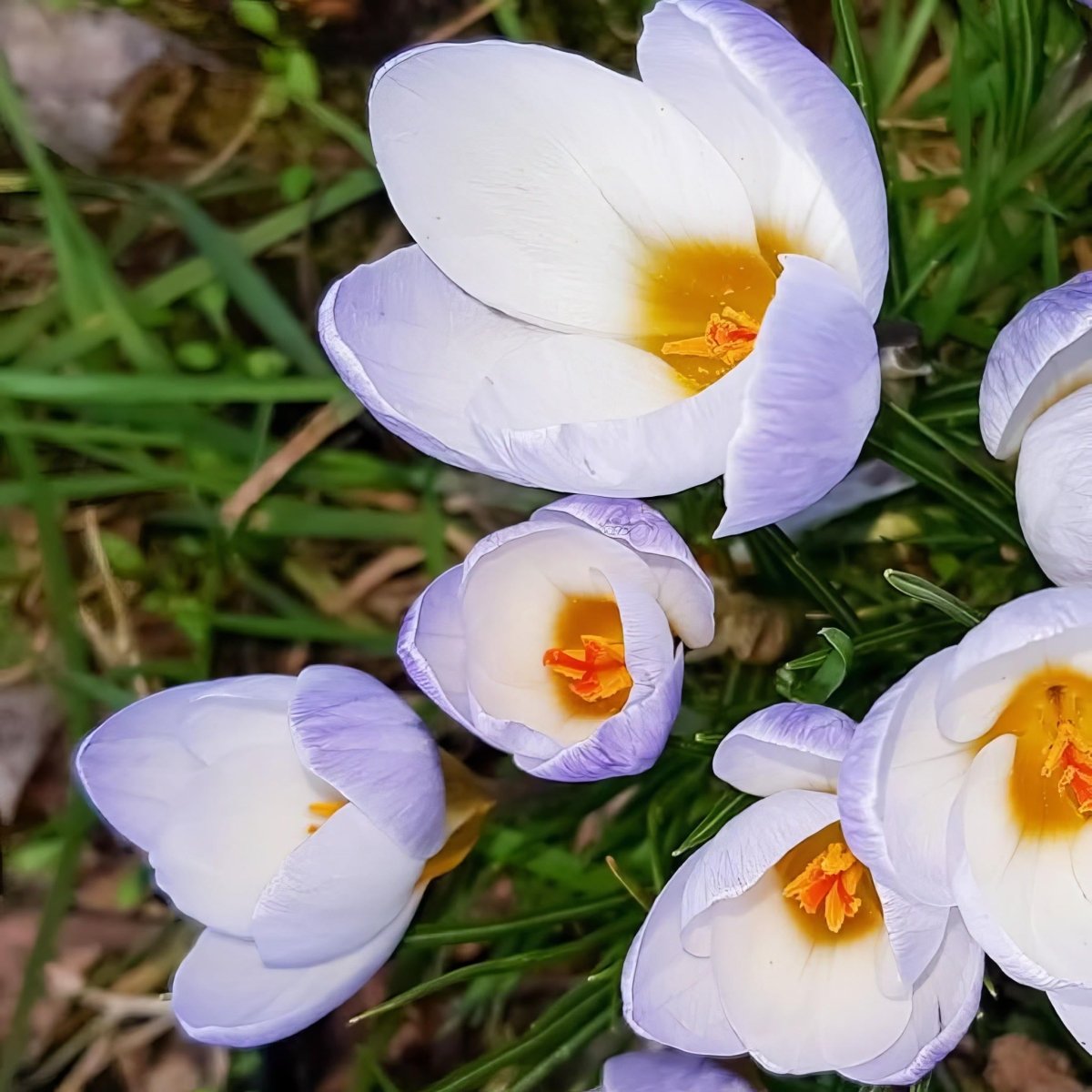 Crocus 'Blue Pearl' - Harding & Bloom