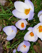 Crocus 'Blue Pearl' - Harding & Bloom