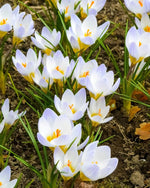 Crocus 'Blue Pearl' - Harding & Bloom