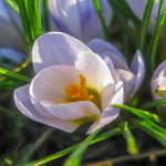Crocus 'Blue Pearl' - Harding & Bloom