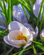 Crocus 'Blue Pearl' - Harding & Bloom