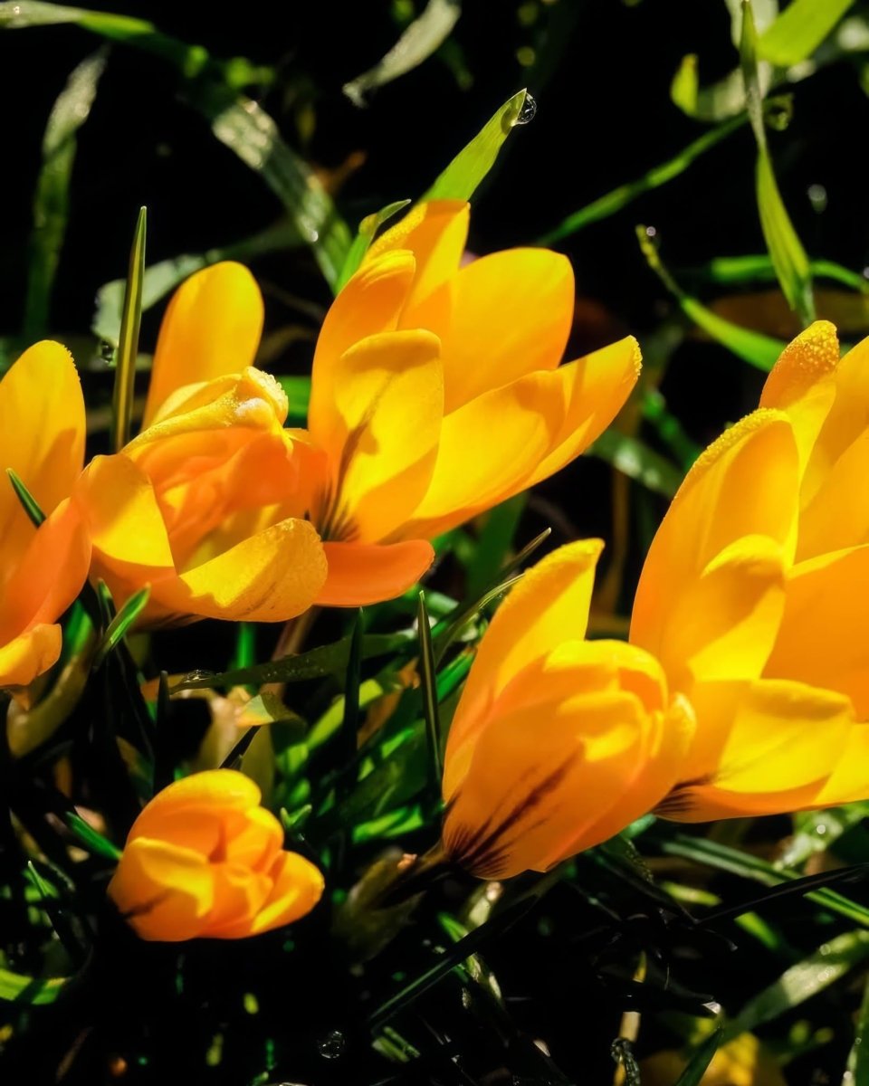 Crocus 'Golden Yellow' - Harding & Bloom