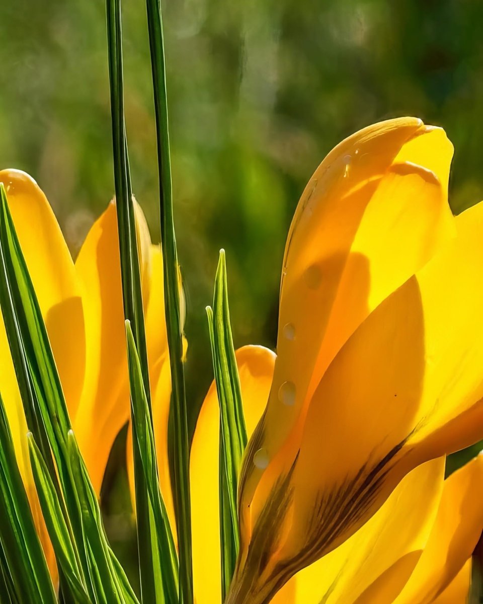 Crocus 'Golden Yellow' - Harding & Bloom