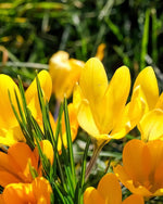 Crocus 'Golden Yellow' - Harding & Bloom