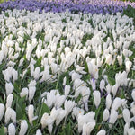 Crocus 'Jeanne d'Arc' - Harding & Bloom