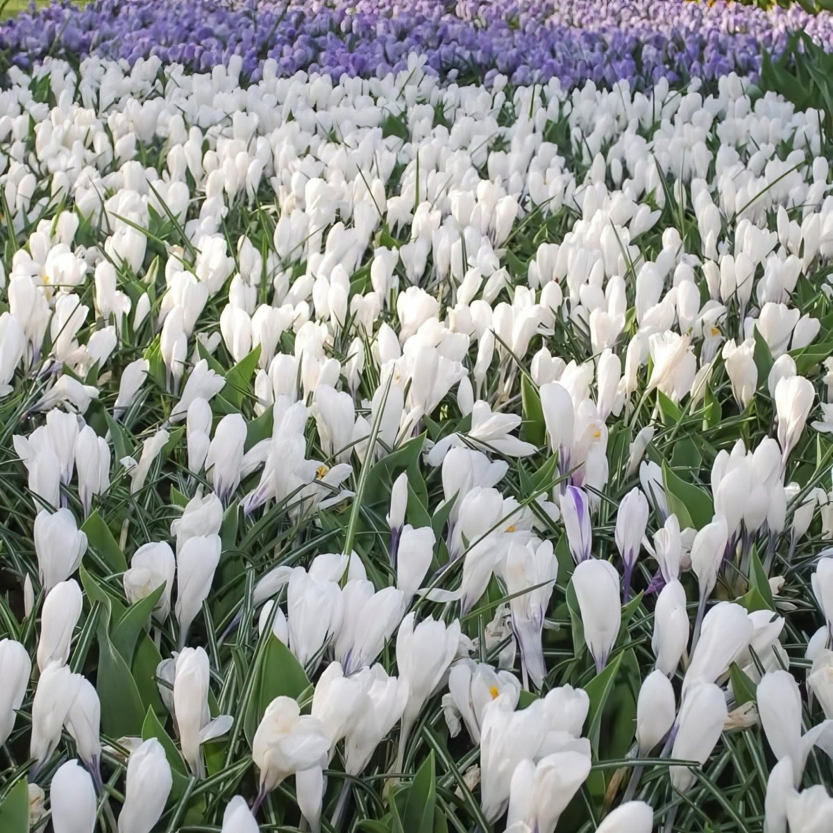 Crocus 'Jeanne d'Arc' - Harding & Bloom