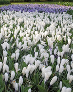 Crocus 'Jeanne d'Arc' - Harding & Bloom