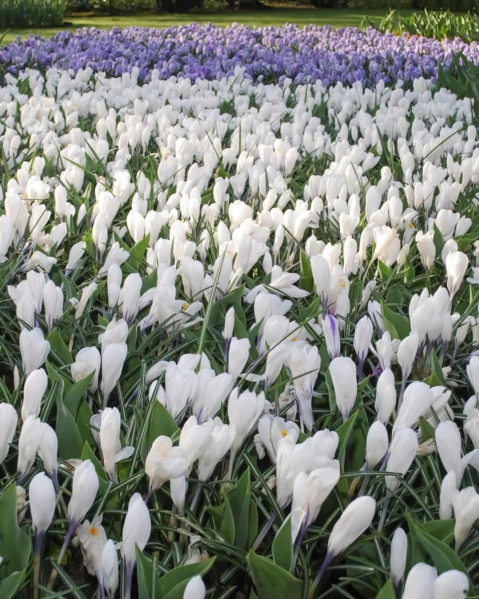 Crocus 'Jeanne d'Arc' - Harding & Bloom