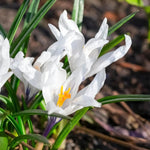 Crocus 'Jeanne d'Arc' - Harding & Bloom
