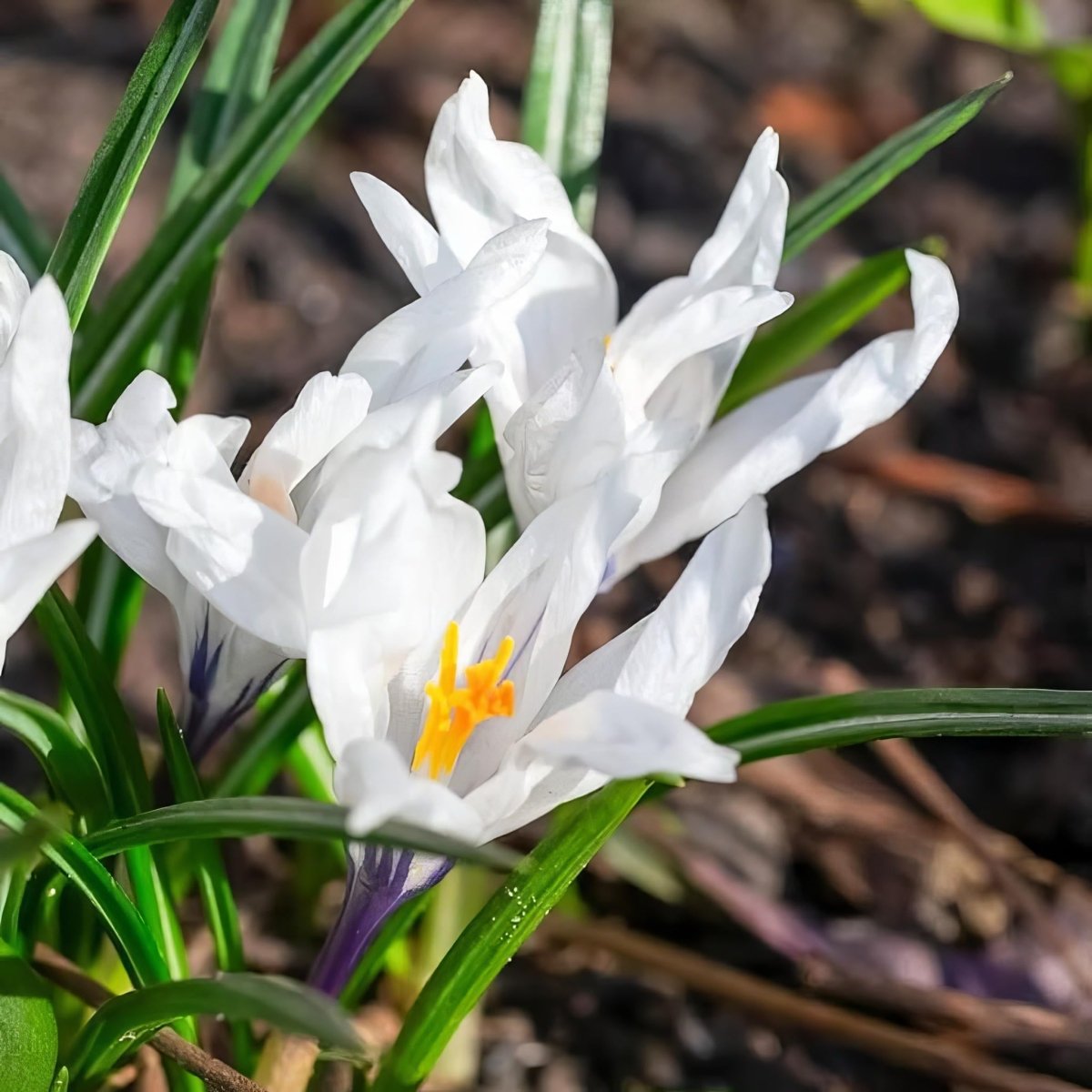 Crocus 'Jeanne d'Arc' - Harding & Bloom