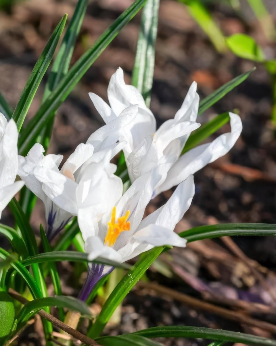 Crocus 'Jeanne d'Arc' - Harding & Bloom