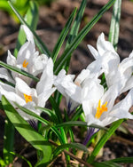 Crocus 'Jeanne d'Arc' - Harding & Bloom