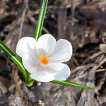 Crocus 'Jeanne d'Arc' - Harding & Bloom