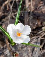 Crocus 'Jeanne d'Arc' - Harding & Bloom