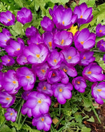 Crocus 'Ruby Giant' - Harding & Bloom