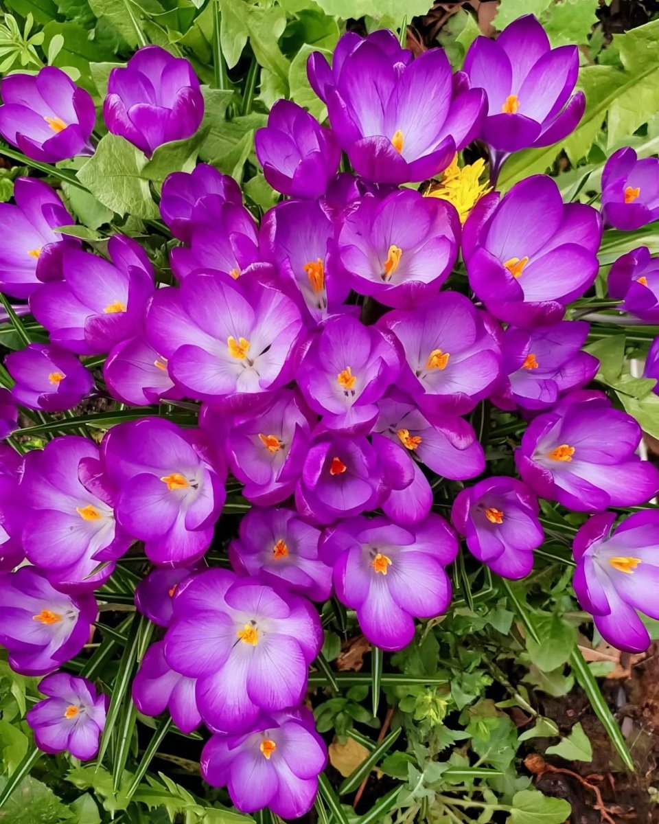 Crocus 'Ruby Giant' - Harding & Bloom