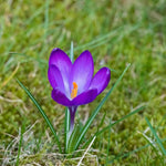 Crocus 'Ruby Giant' - Harding & Bloom
