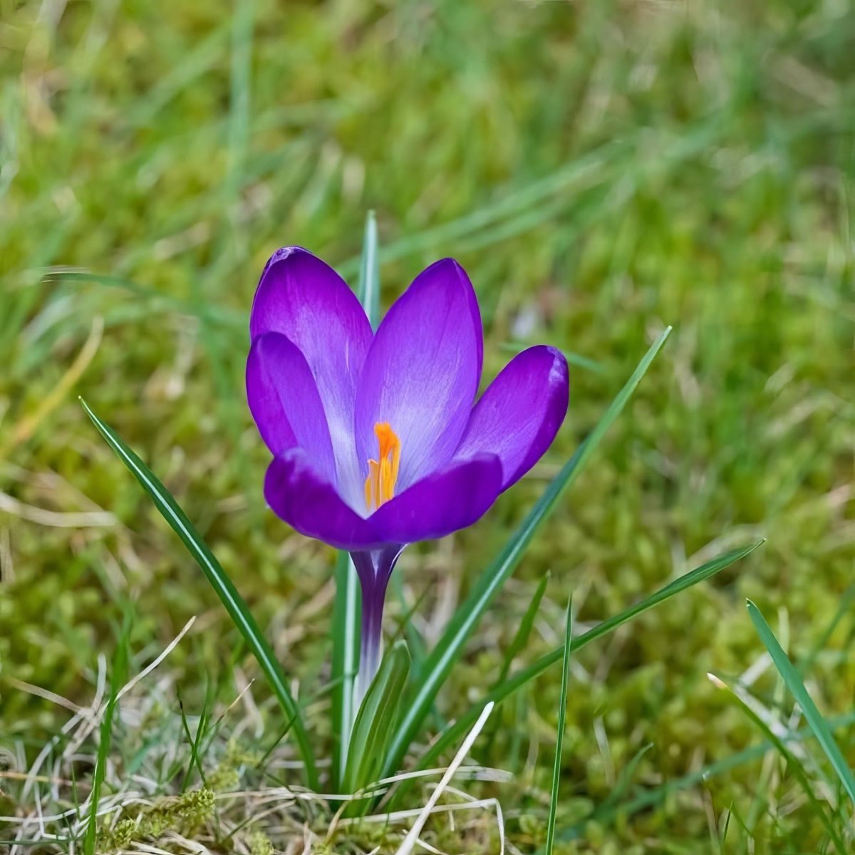 Crocus 'Ruby Giant' - Harding & Bloom