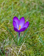 Crocus 'Ruby Giant' - Harding & Bloom